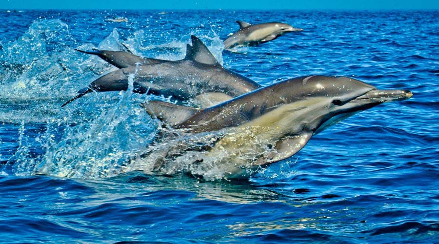 wasini dolphin tour